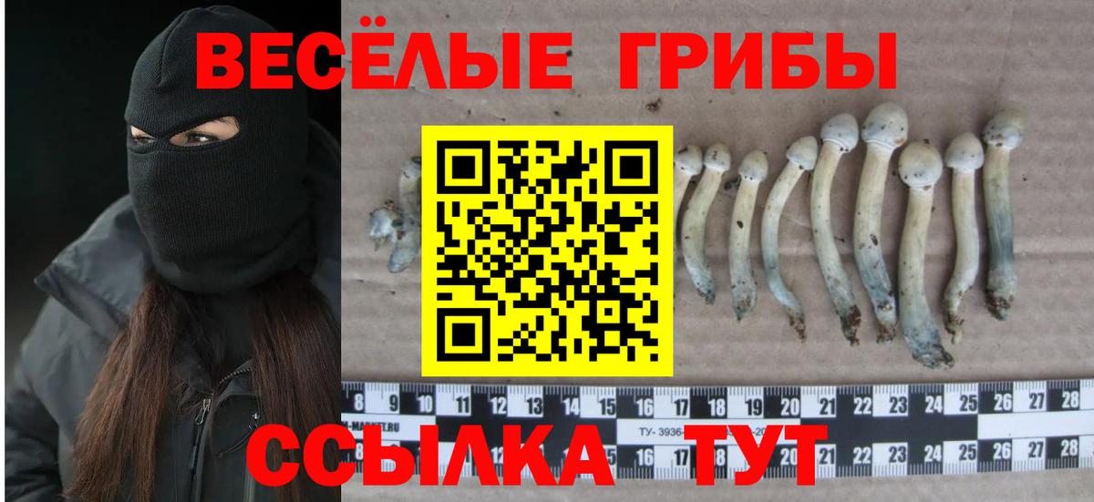 Галлюциногенные грибы Psilocybine cubensis Можайск